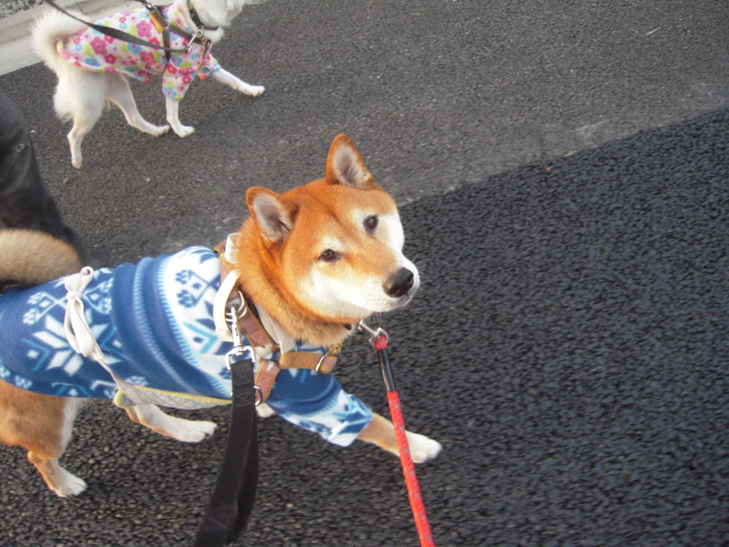 f:id:miyuki1967:20131028062709j:image:w400 f:id:miyuki1967:20131028062709j:image:w400