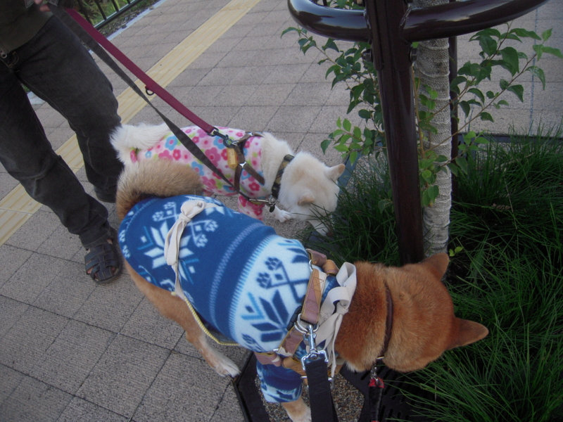 f:id:miyuki1967:20131028063120j:image:w400 f:id:miyuki1967:20131028063120j:image:w400