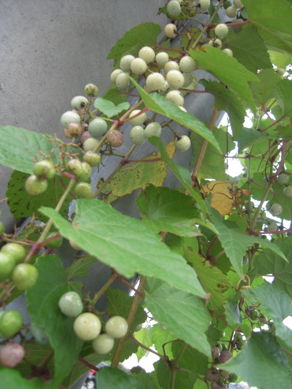 f:id:miyuki1967:20131029064059j:image:w400 f:id:miyuki1967:20131029064059j:image:w400