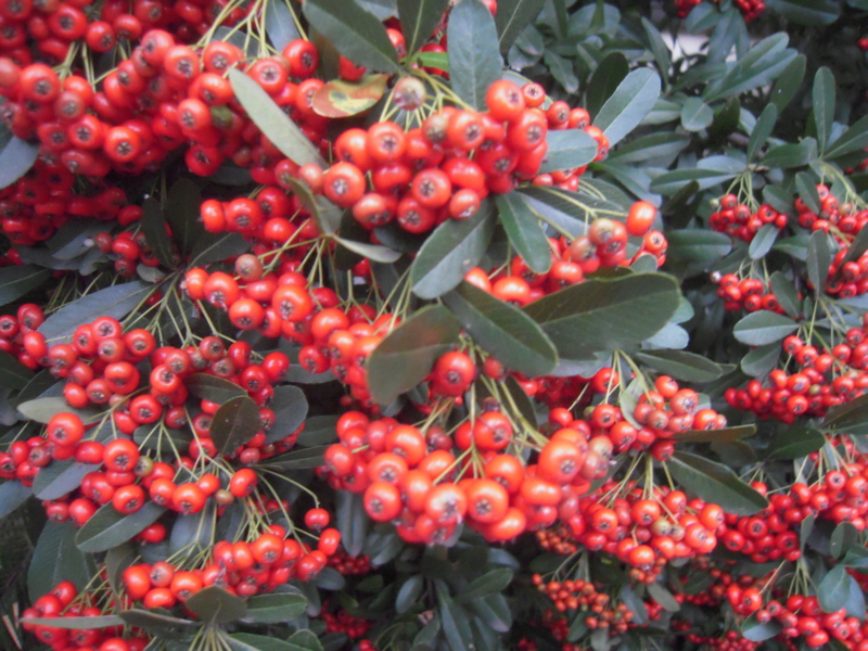 f:id:miyuki1967:20131029064200j:image:w400 f:id:miyuki1967:20131029064200j:image:w400