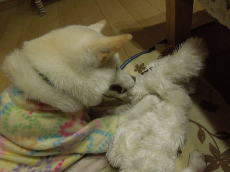 f:id:miyuki1967:20131124205034j:image:w400