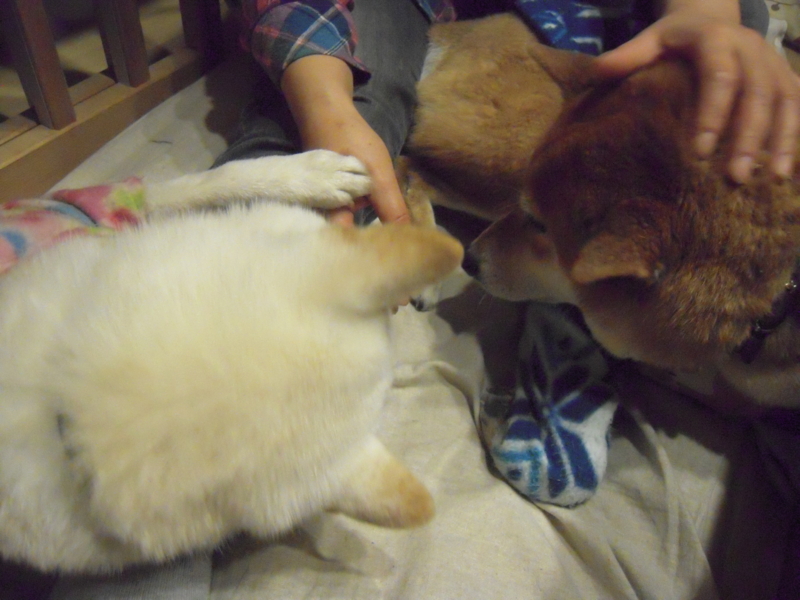 f:id:miyuki1967:20131214215325j:image:w400