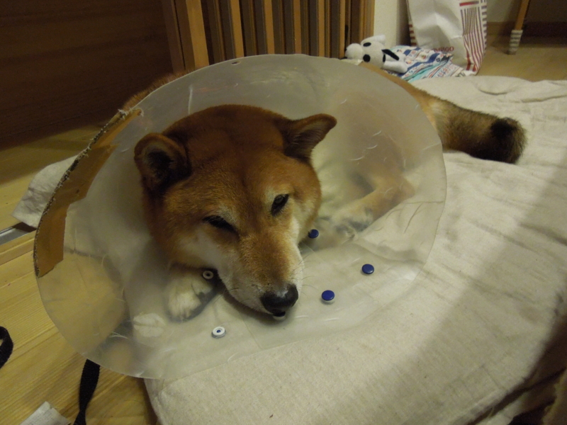 f:id:miyuki1967:20131229221908j:image:w400