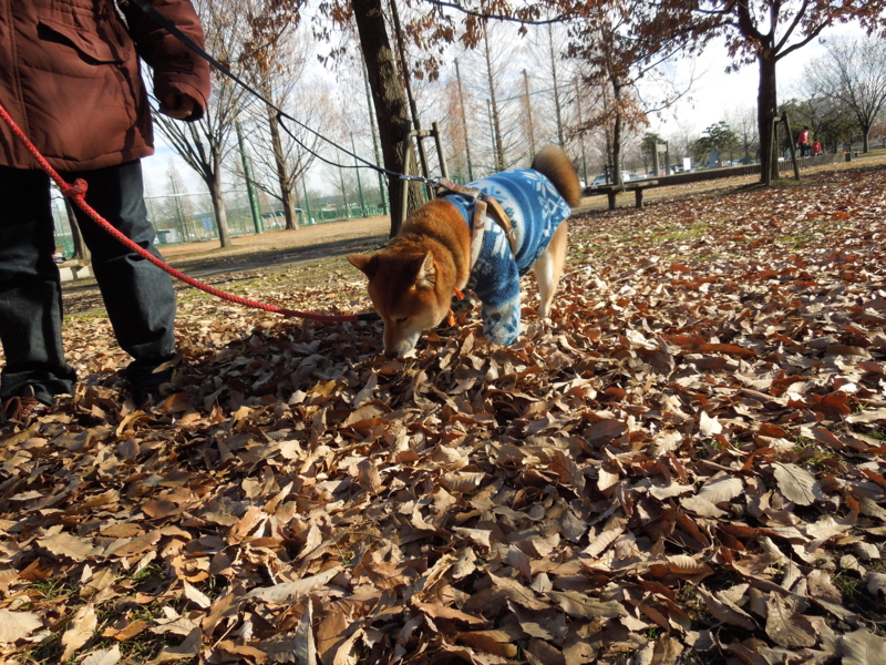 f:id:miyuki1967:20131230135121j:image:w400