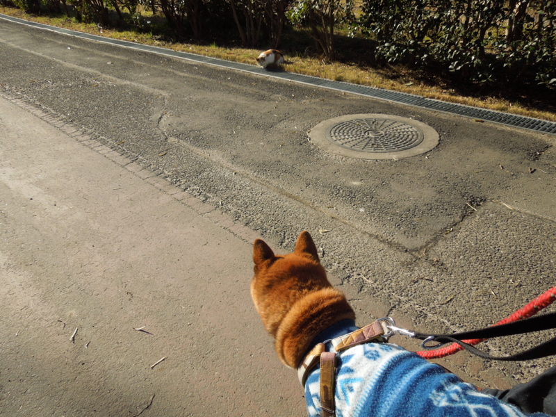 f:id:miyuki1967:20131230135401j:image:w400