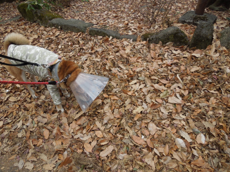 f:id:miyuki1967:20140105103808j:image:w400