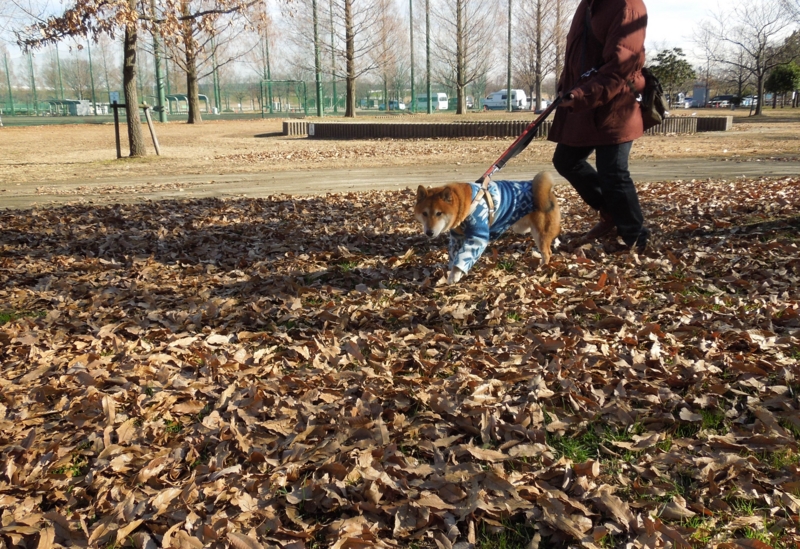 f:id:miyuki1967:20140107121948j:image:w400