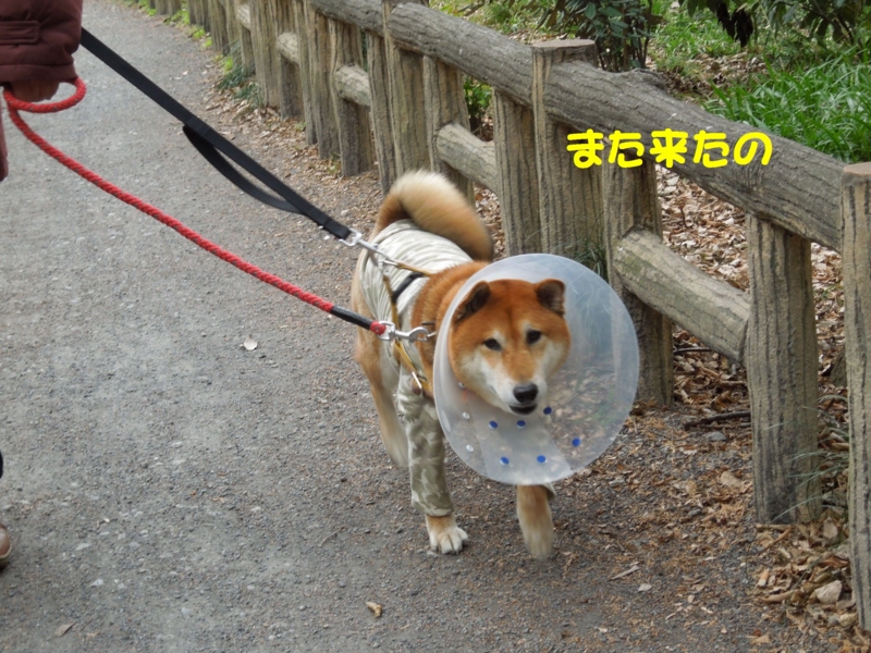 f:id:miyuki1967:20140115103654j:image:w400