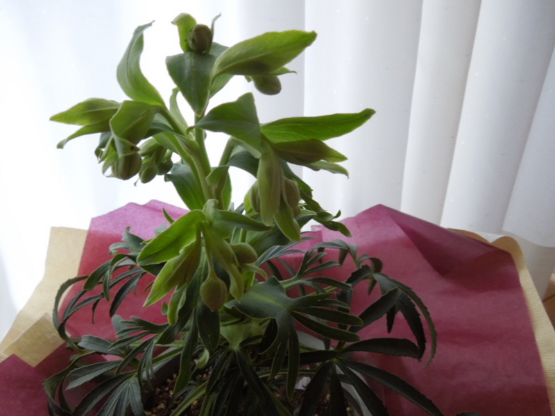 f:id:miyuki1967:20140120075353j:image