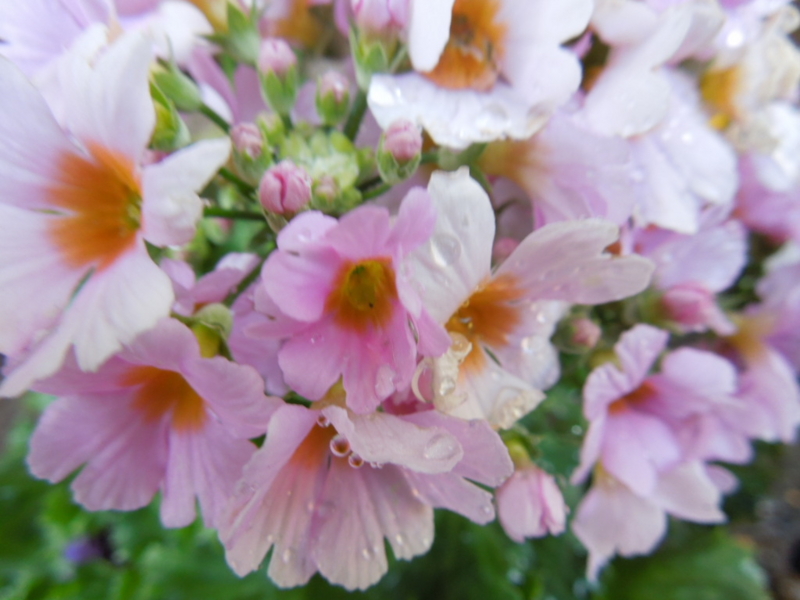 f:id:miyuki1967:20140131081939j:image:w400