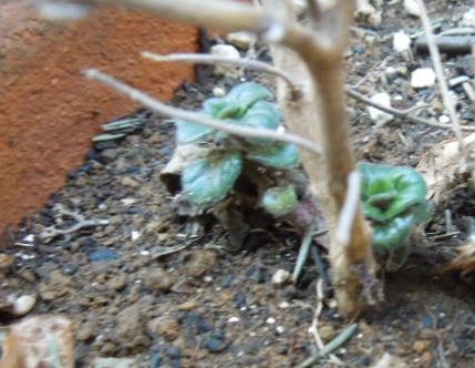 f:id:miyuki1967:20140131110841j:image:w400