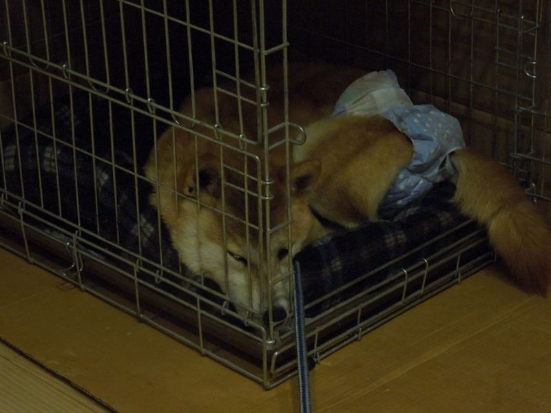 f:id:miyuki1967:20140305232611j:image:w400