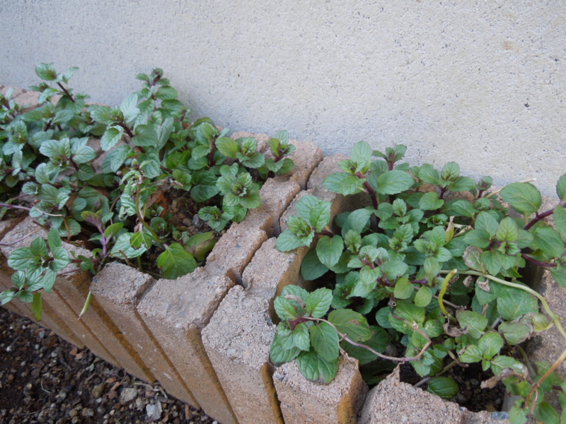 f:id:miyuki1967:20140311081840j:image:w400