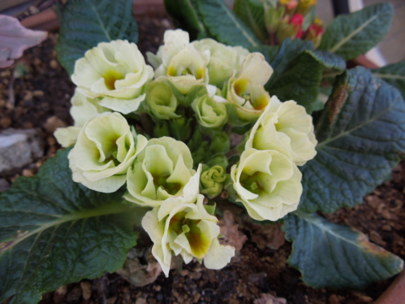 f:id:miyuki1967:20140311081849j:image:w400