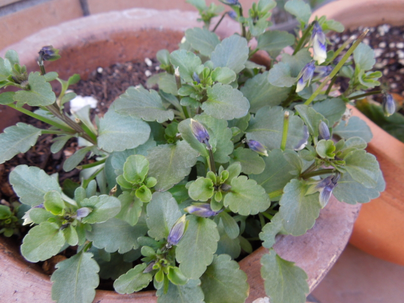 f:id:miyuki1967:20140311081856j:image:w400