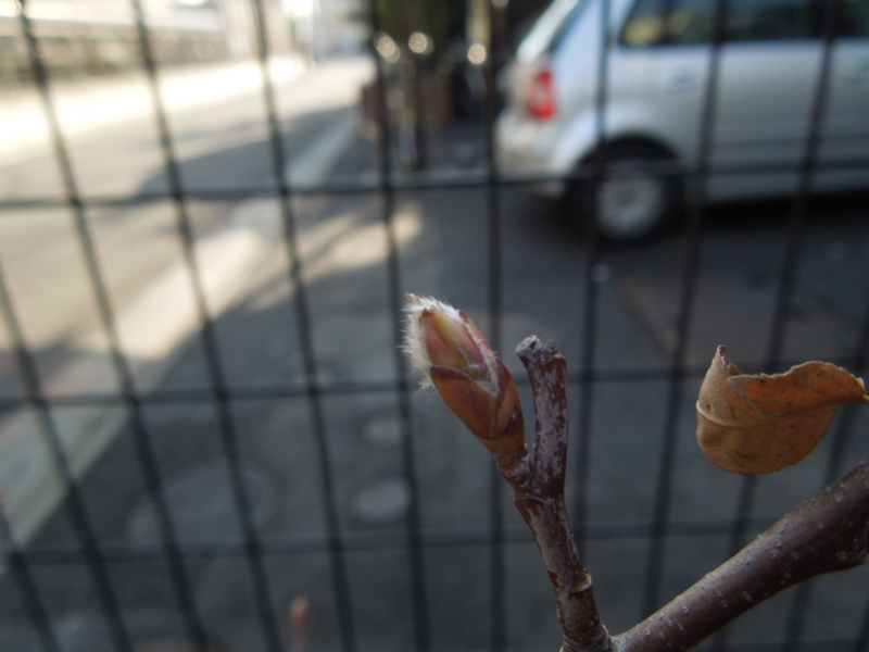 f:id:miyuki1967:20140316081704j:image:w400