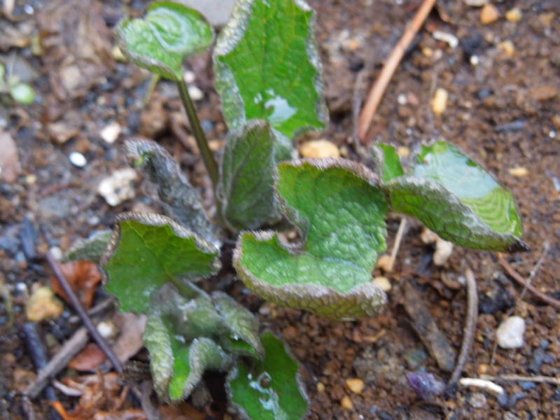 f:id:miyuki1967:20140317081948j:image:w400