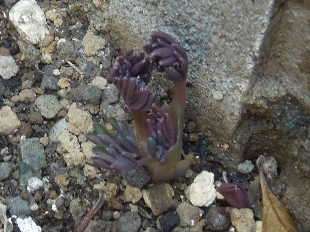 f:id:miyuki1967:20140318110139j:image:w400