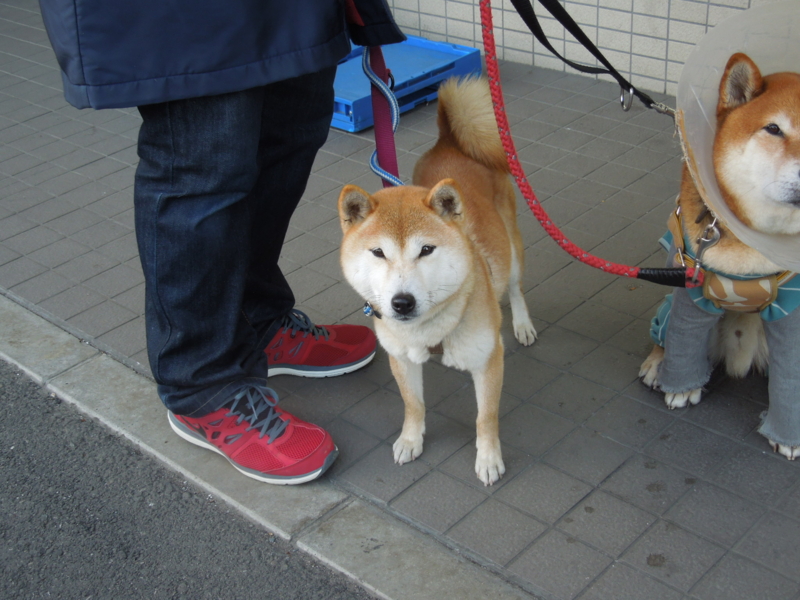 f:id:miyuki1967:20140319064653j:image:w400