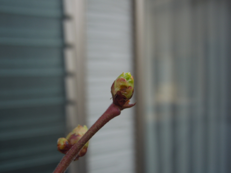 f:id:miyuki1967:20140319074338j:image:w400