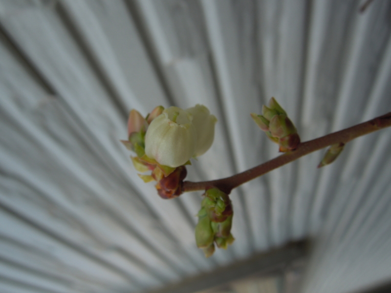 f:id:miyuki1967:20140319074409j:image:w400