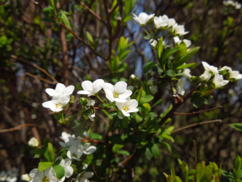 f:id:miyuki1967:20140323124652j:image