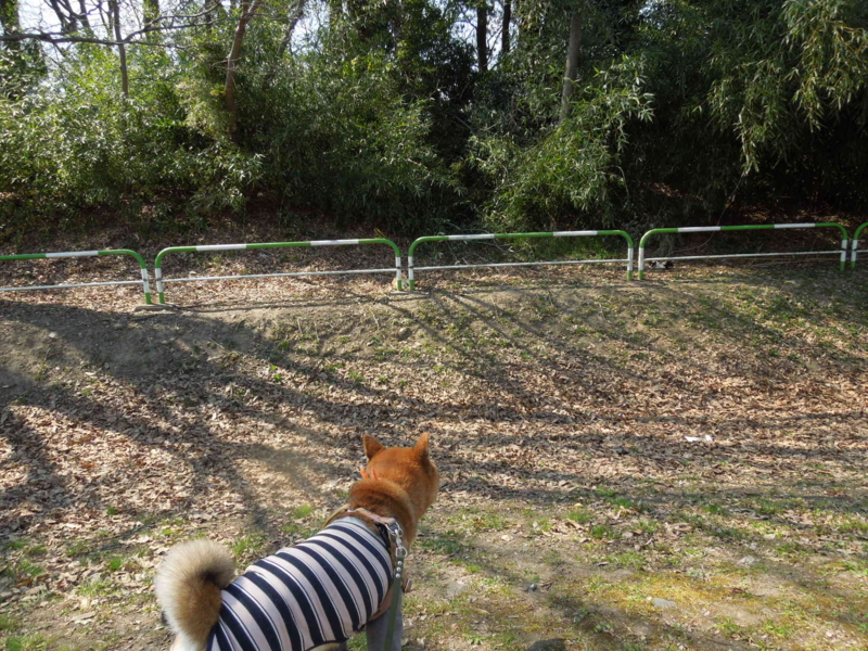 f:id:miyuki1967:20140323130249j:image:w400