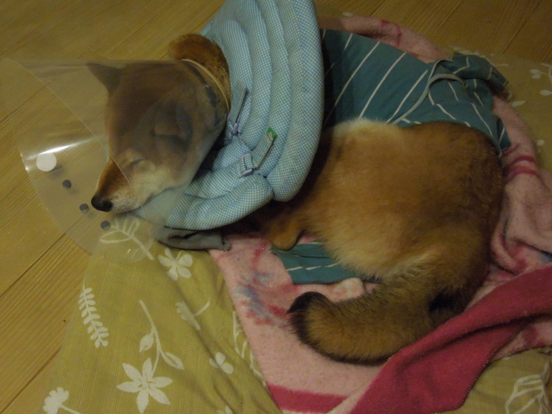 f:id:miyuki1967:20140324002020j:image