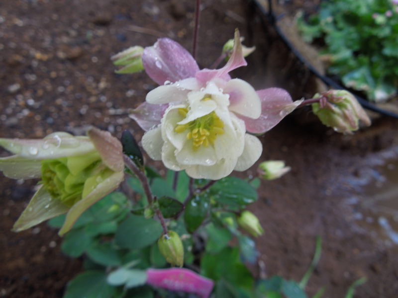 f:id:miyuki1967:20140324081656j:image:w400