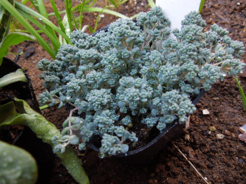 f:id:miyuki1967:20140324081712j:image:w400