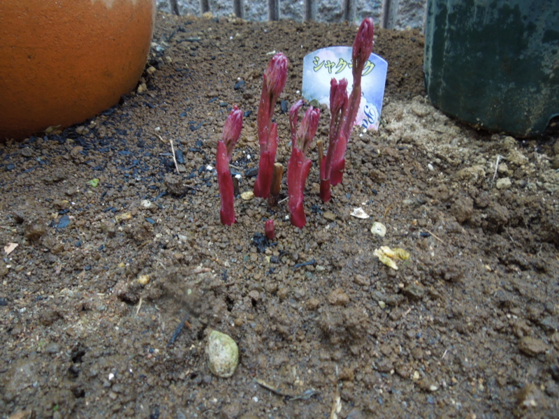 f:id:miyuki1967:20140324081740j:image:w400