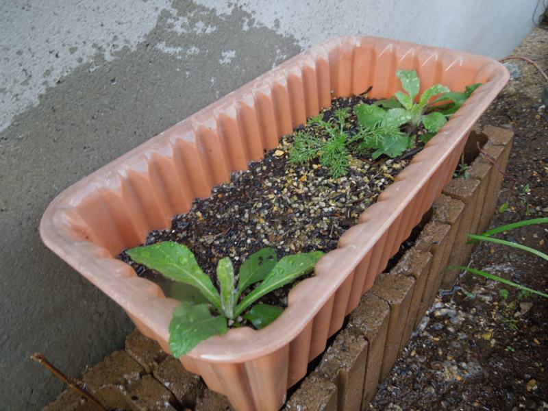 f:id:miyuki1967:20140325081505j:image:w400