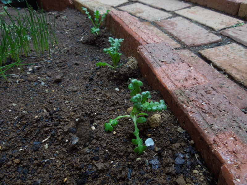 f:id:miyuki1967:20140325081814j:image