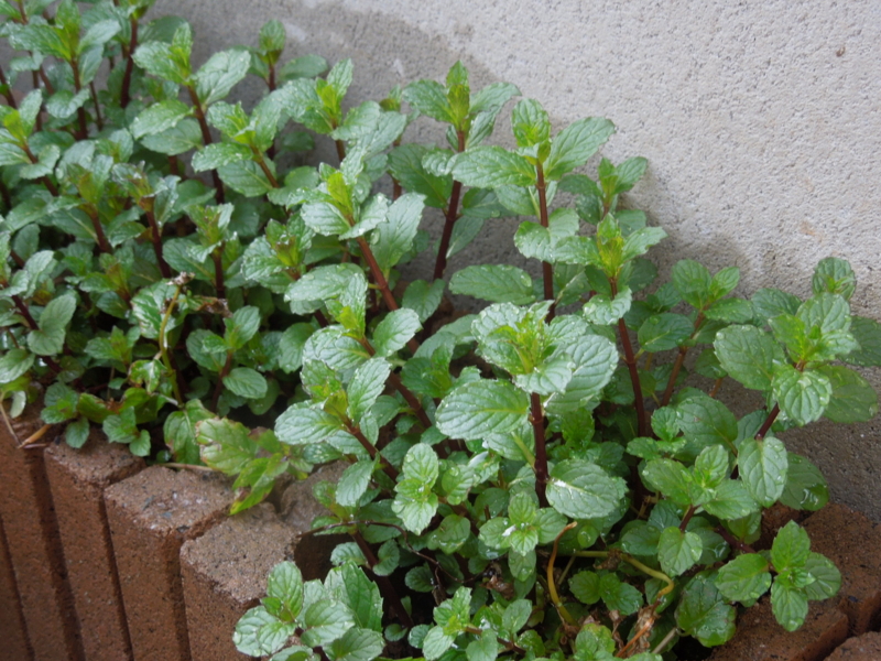 f:id:miyuki1967:20140325082050j:image