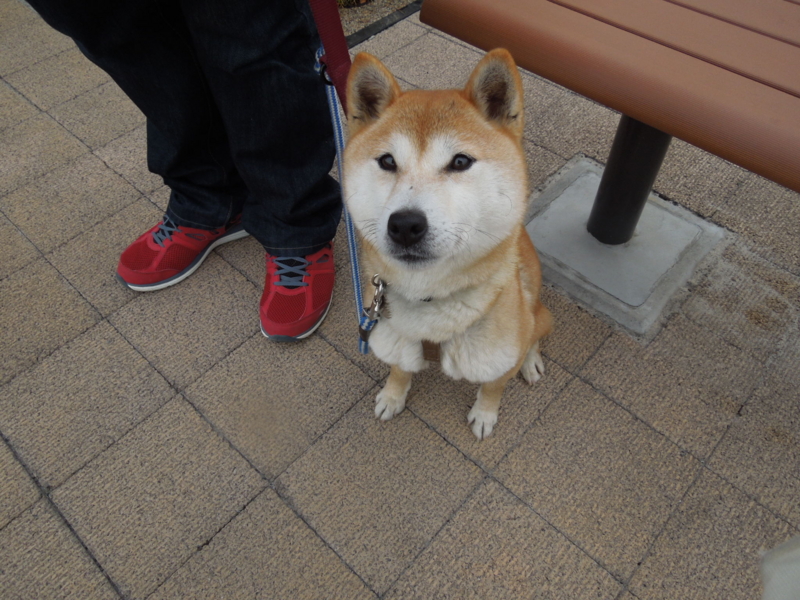 f:id:miyuki1967:20140326065328j:image:w400