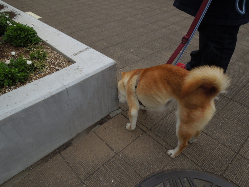 f:id:miyuki1967:20140326065715j:image:w400