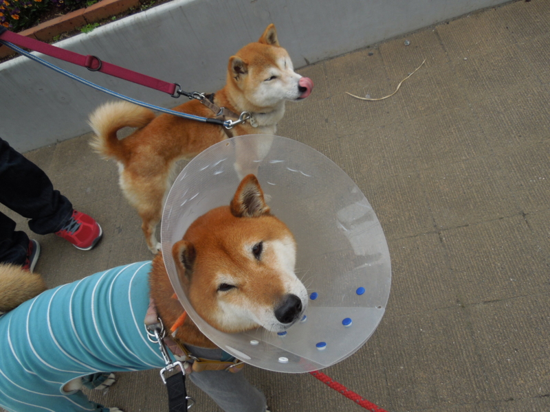 f:id:miyuki1967:20140326065851j:image:w400