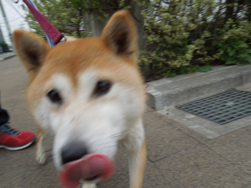 f:id:miyuki1967:20140327070013j:image:w400