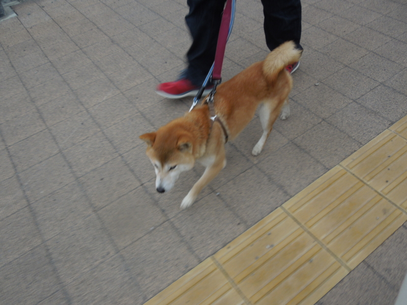 f:id:miyuki1967:20140327070127j:image:w400