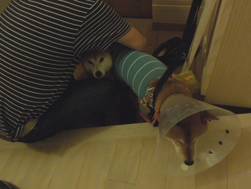 f:id:miyuki1967:20140327113319j:image:w400