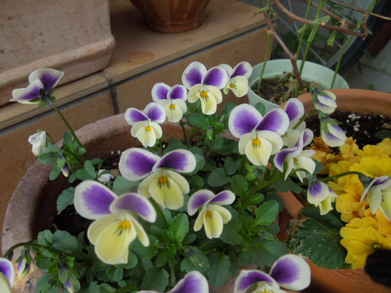 f:id:miyuki1967:20140328081337j:image:w400