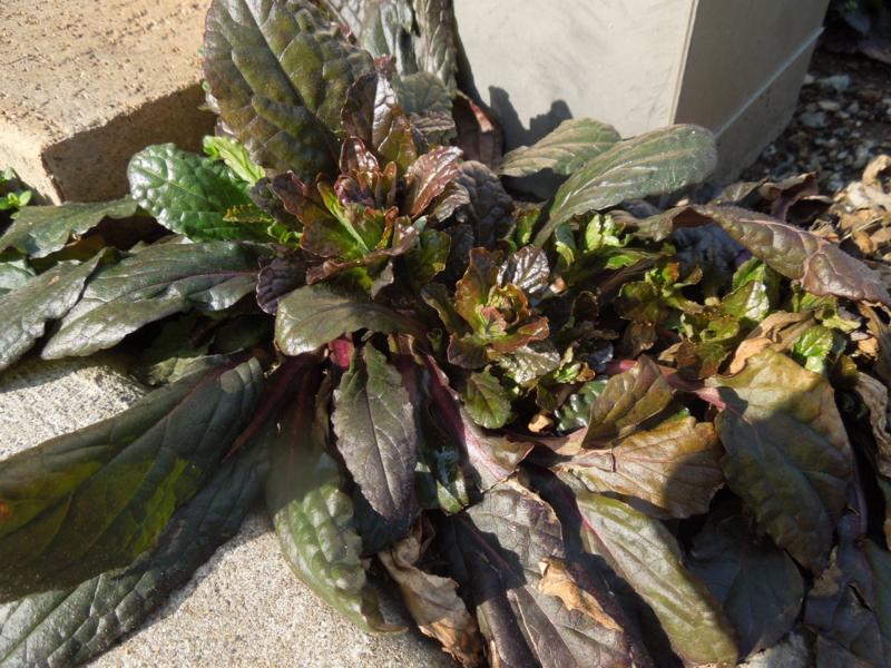 f:id:miyuki1967:20140328081538j:image:w400