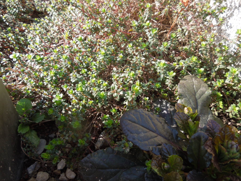 f:id:miyuki1967:20140328081545j:image:w400