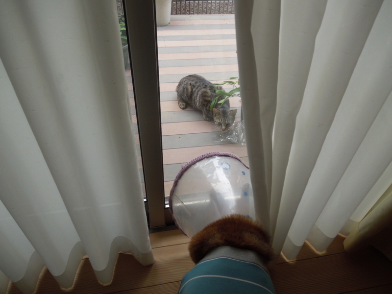 f:id:miyuki1967:20140509110713j:image:w450