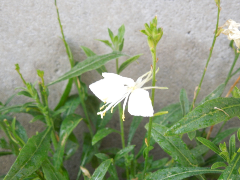 f:id:miyuki1967:20140602092243j:image:w450