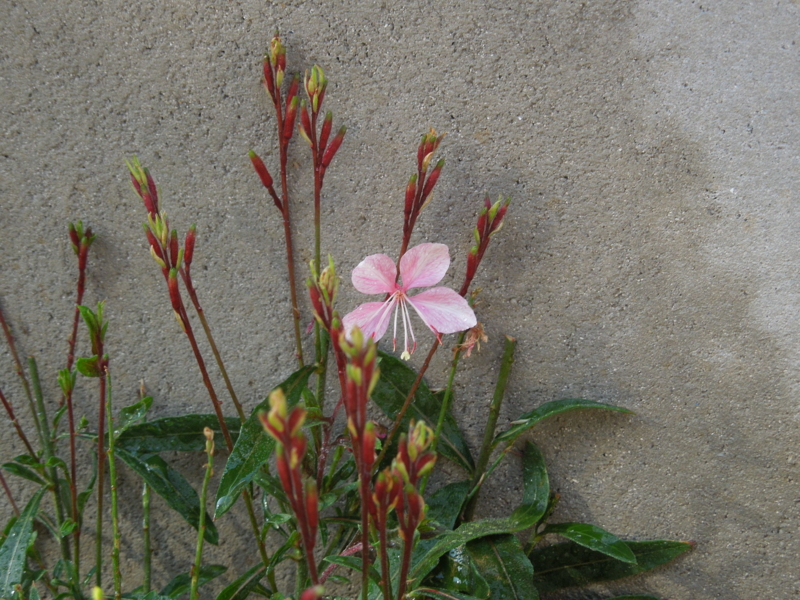 f:id:miyuki1967:20140602092403j:image:w450