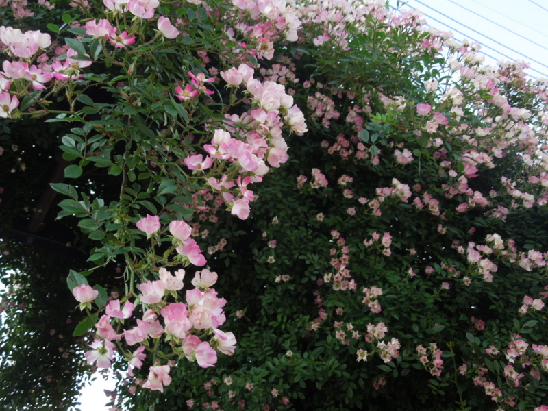 f:id:miyuki1967:20140602094644j:image:w450