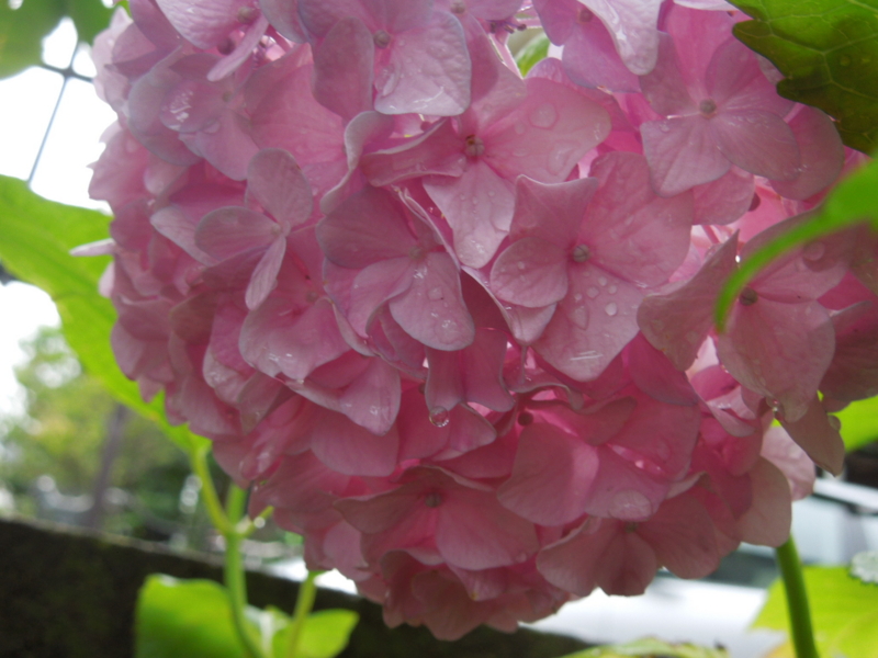 f:id:miyuki1967:20140606114922j:image:w450