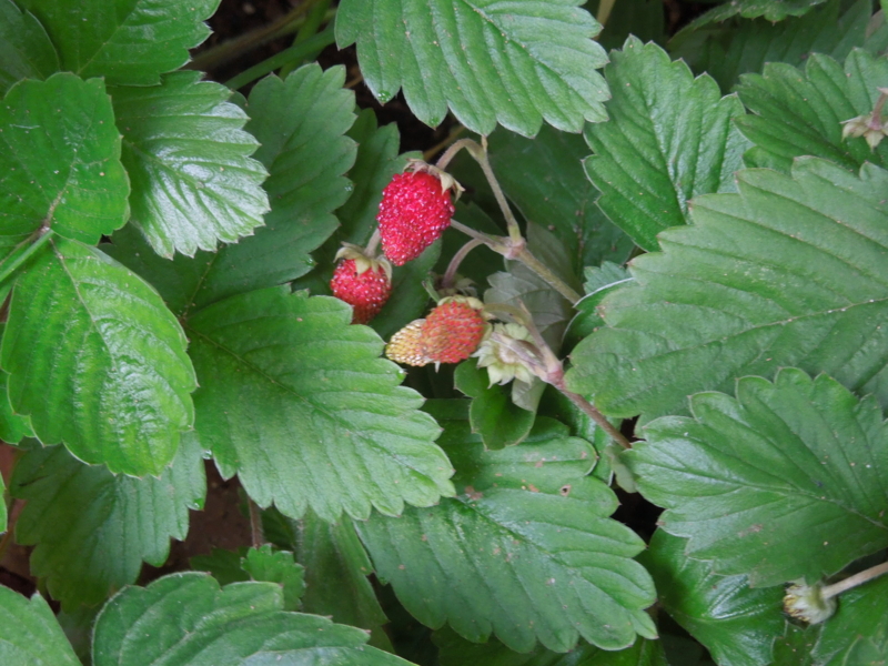 f:id:miyuki1967:20140611100149j:image:w450