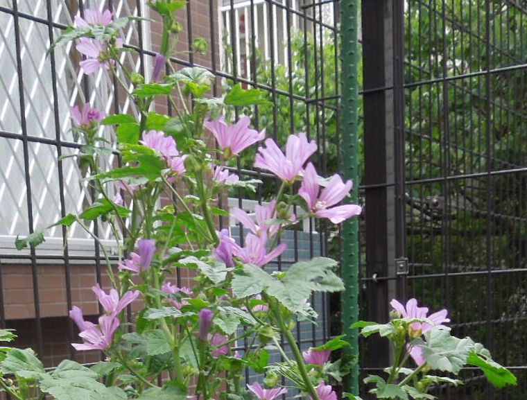 f:id:miyuki1967:20140611100355j:image:w450